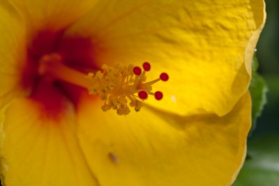 Yellow hibiscus centre