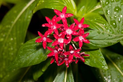 Red penta flower