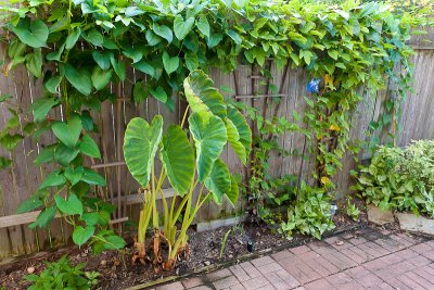 Green fence