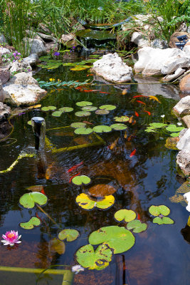 Pond with fish & lilies