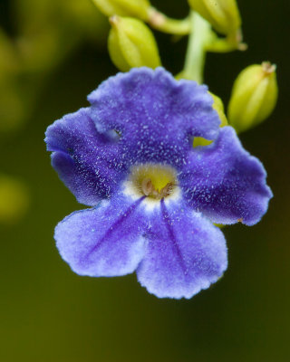 Tiny blue flower