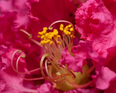 Crape bloom close-up