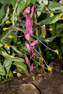 Giant dancing ginger flower