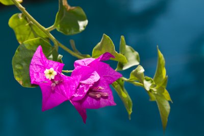 Bougainvillea and pool