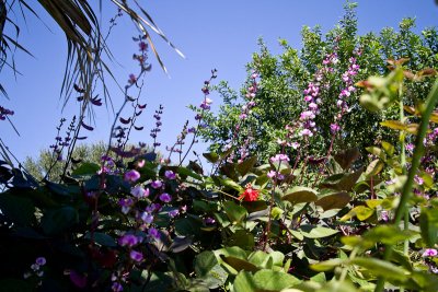 Passion flower & hyacinth bean