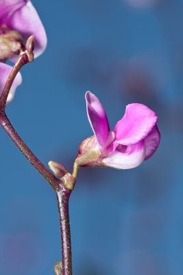 Hyacinth bean flower