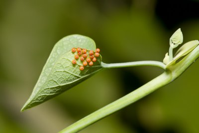 Pipevine swallowtail eggs