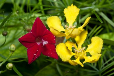 Hummingbird vine & butterfly vine