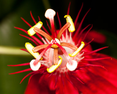Red Passion flower