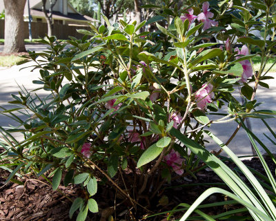 Enclore azalea, flowering again