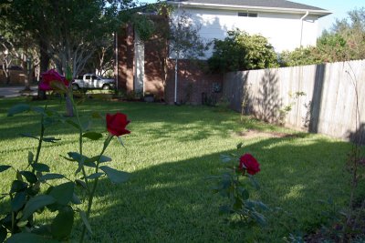 Roses & front lawn
