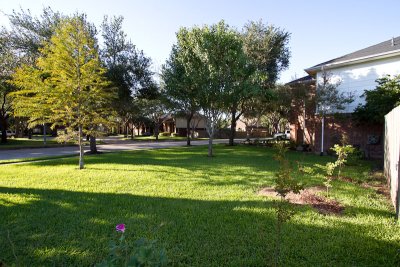 Front lawn with 4 new Crape Myrtles 