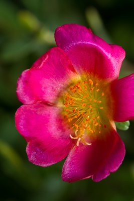 Beautiful pink flower