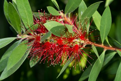 Bottlebrush flower