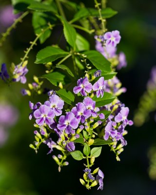 Duranta flowers