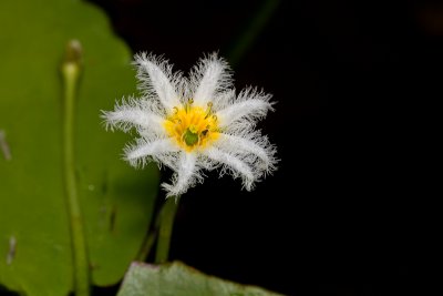 Water snowflake