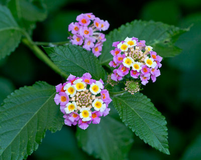 Lantana by the shed