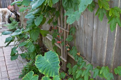 Side fence