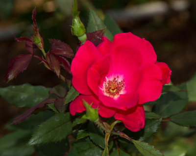 Red rose