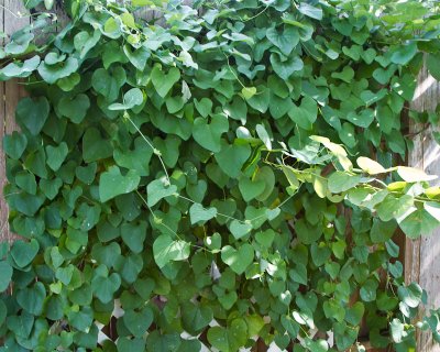 Dutchman's pipe vine