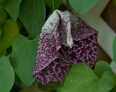 Dutchman's pipevine flower