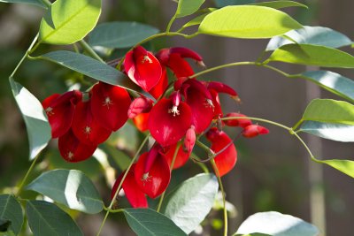 Coralbean tree flower