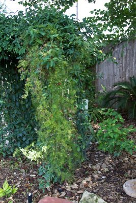 Vine covered arch