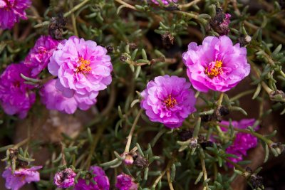 Portulaca