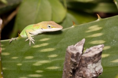 Lizard friend basking in the sun