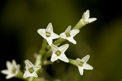 Night scented jessamine