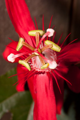 Red passionflower