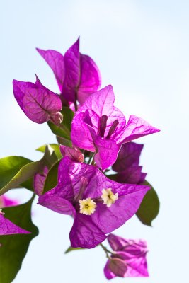 Bougainvillea