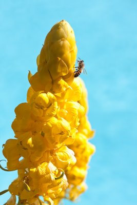 Bee on candlestick flower