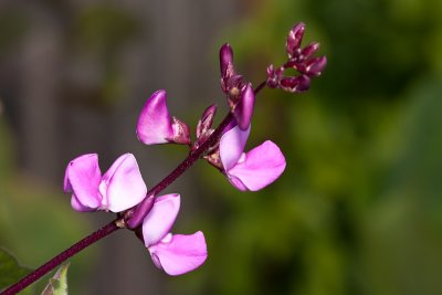 Hyacinth bean flower