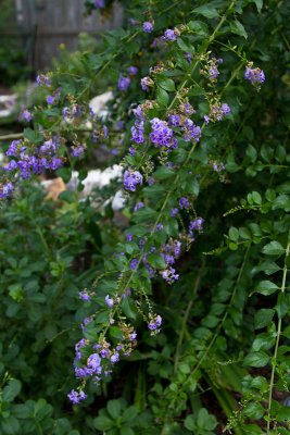 Duranta flowers