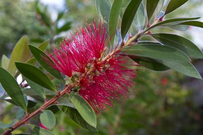 Bottlebrush flower