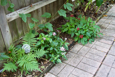 Pentas  & ferns