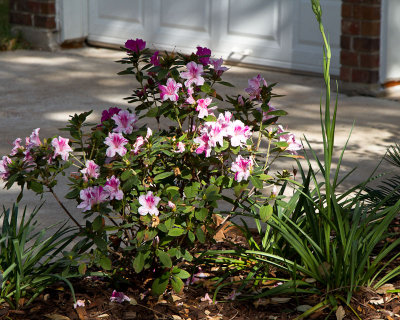 Encore azalea & mystery flower stem