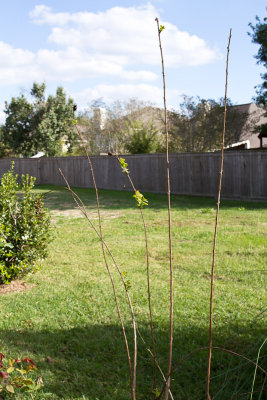 Crape budding
