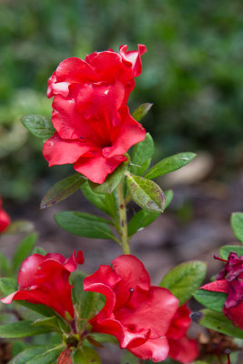 Red encore azalea