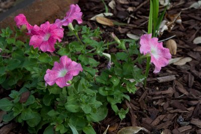 Petunia