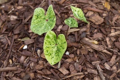 Caladium
