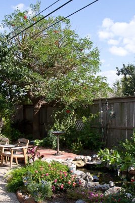 Pond & coral bean tree