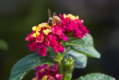 Bee on Lantana