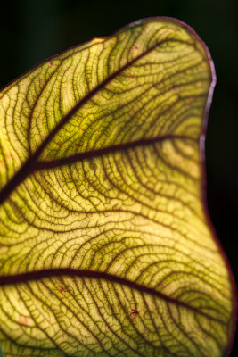 Backlit black taro leaf