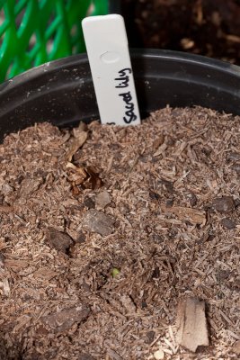 First green bulb shoot