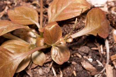 Chocolate plant
