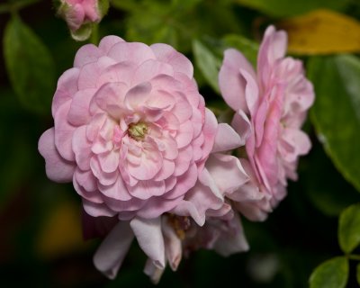 Sweet little rose