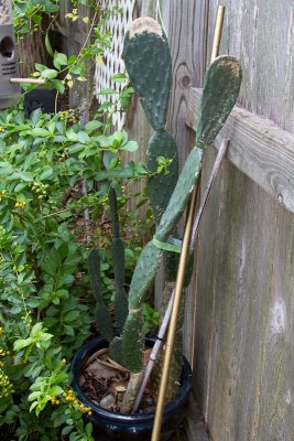 Cactus slightly frost damaged