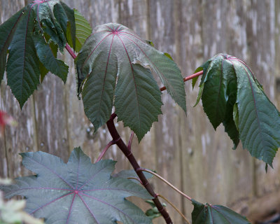 Frost damaged castor bean